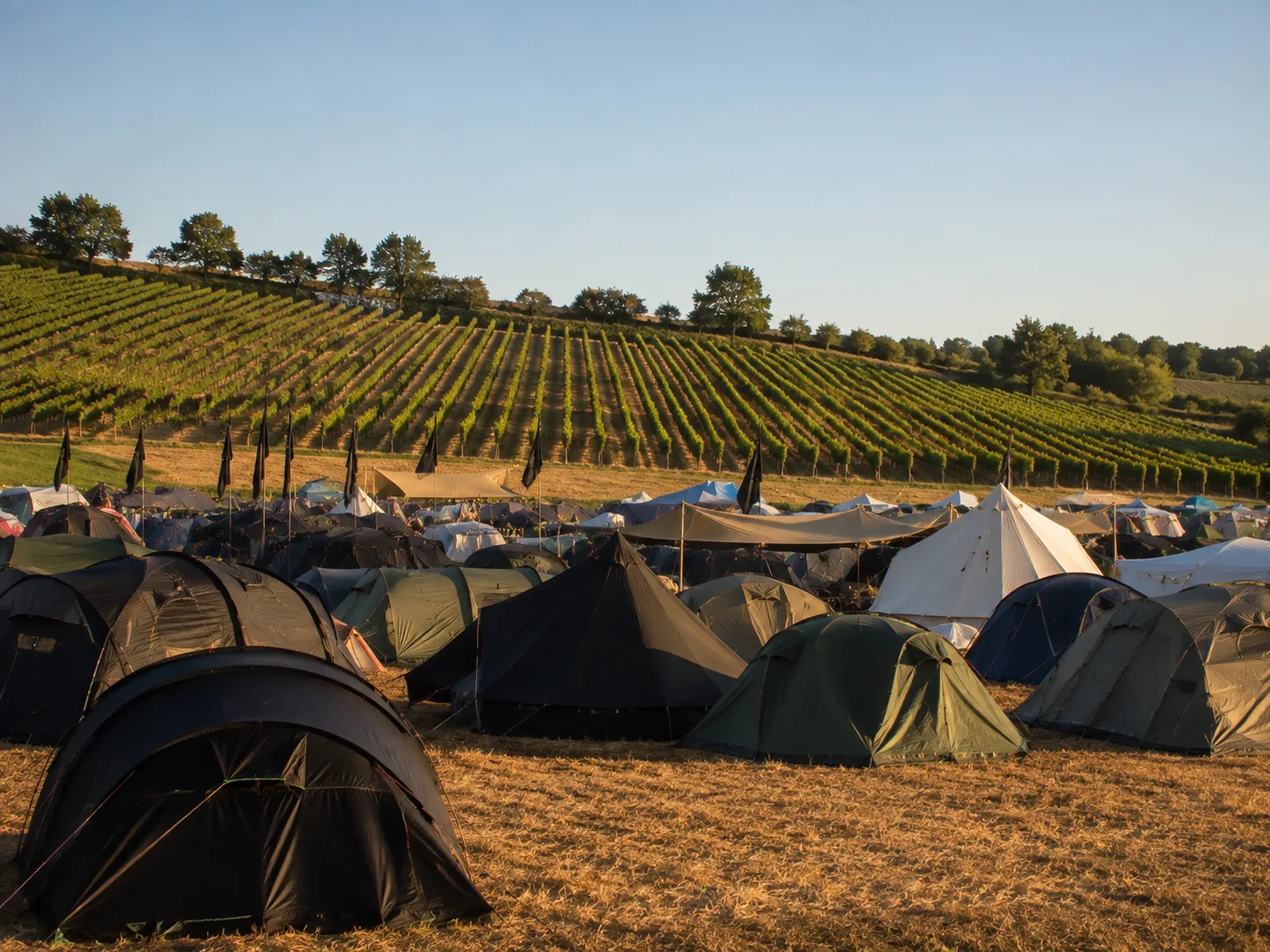 Kampeerterrein op droog geel gras voor een wijnhelling, geordende wijnstokrijen lopen omhoog op de achtergrond, donkere tenten en zwarte vlaggen, warm avondlicht