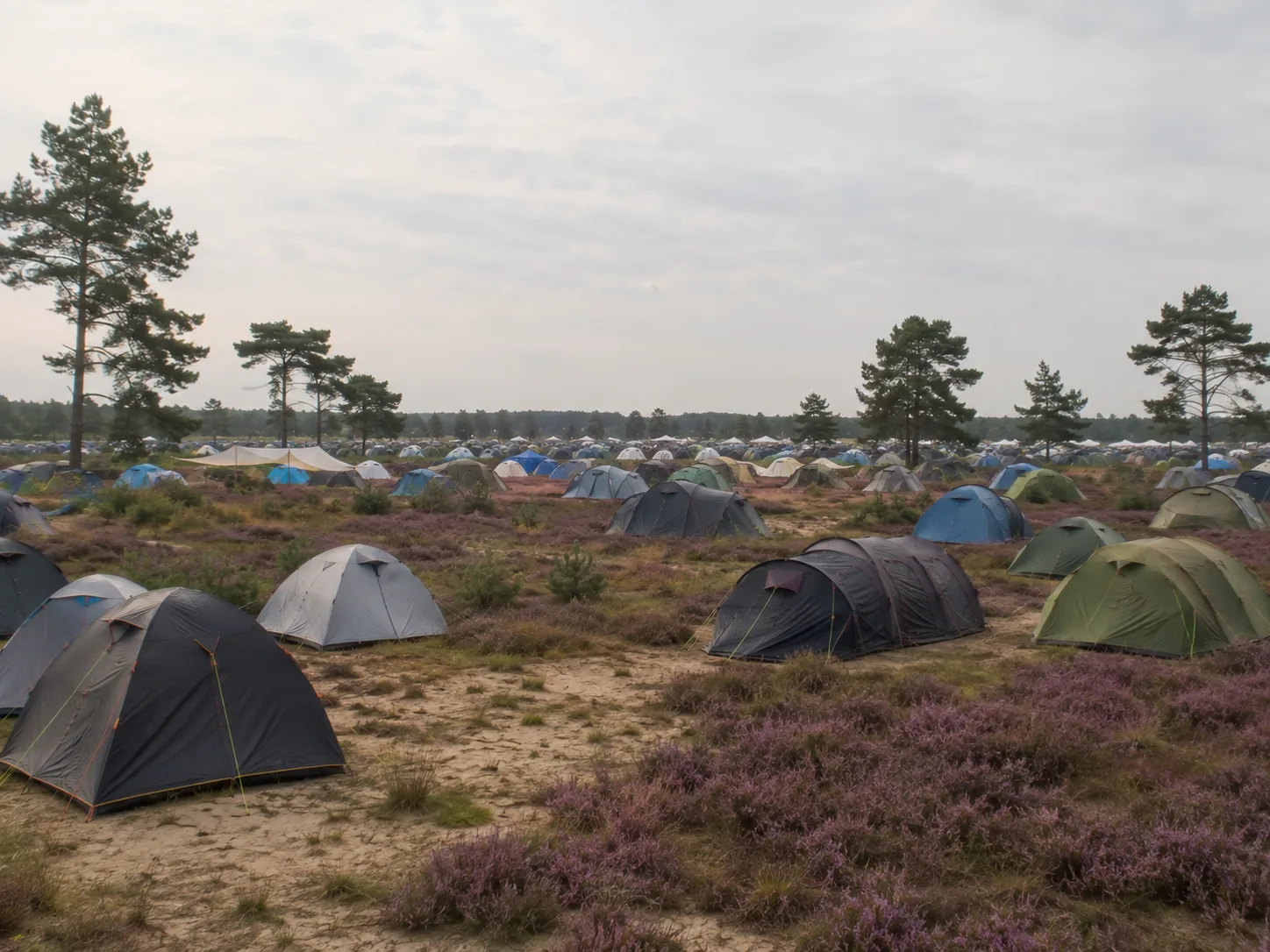 Kampeerterrein op bloeiende heide met zandige plekken, losse dennen tussen de tenten, wijd verspreide tentenrijen tot aan de vlakke boshorizon, zacht bewolkt licht